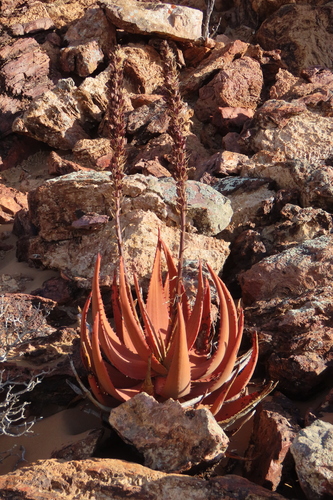 Aloe gariepensis (Aloe gariepensis)