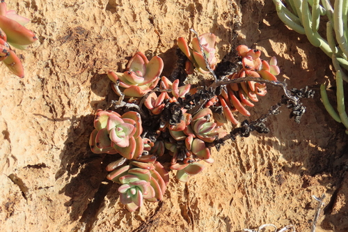 Crassula sladenii