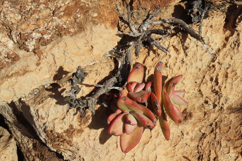 Crassula sladenii