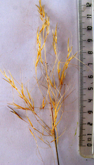 Aristida diffusa