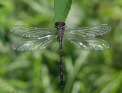 Heliogomphus chaoi