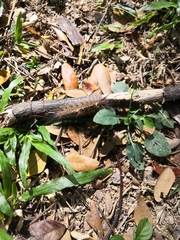 Dasychira chekiangensis