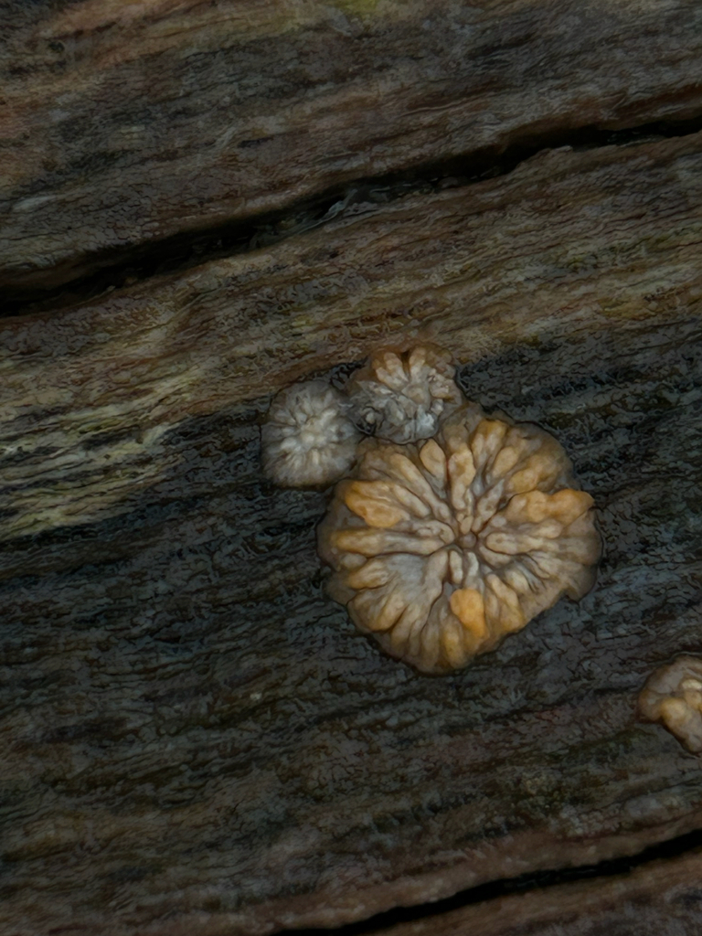 Phlebia radiata · December 2025 · photo: © priyastoric (iNaturalist, cc-by)
