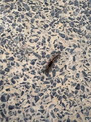 Dasychira chekiangensis