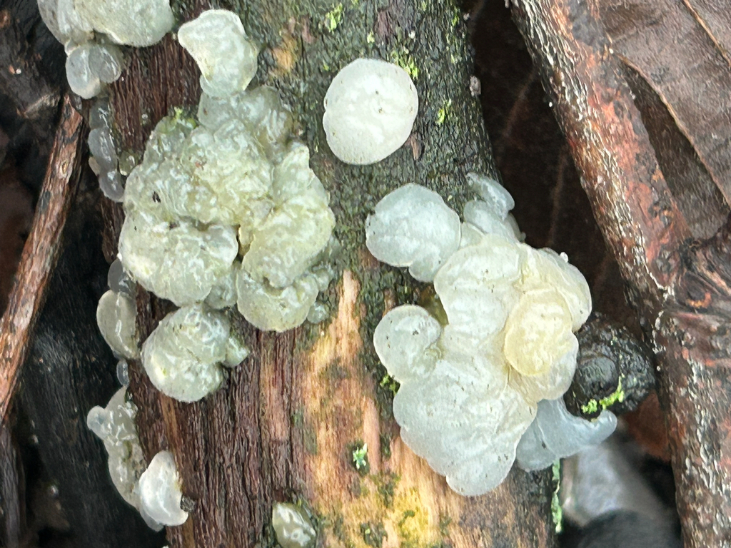 Myxarium nucleatum · December 2025 · photo: © priyastoric (iNaturalist, cc-by)