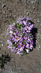 Calandrinia colchaguensis