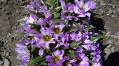 Calandrinia colchaguensis