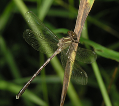 Heliogomphus chaoi