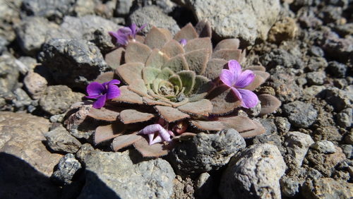 Viola rosulata