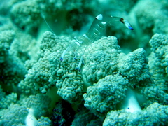 Ancylomenes magnificus