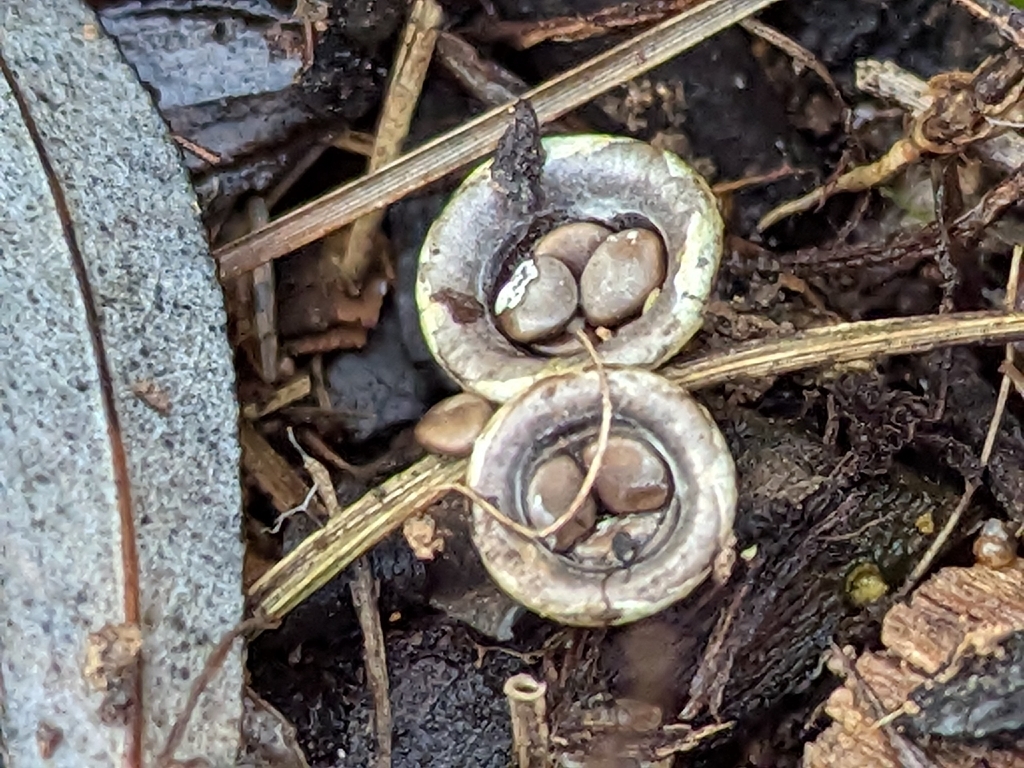 Cyathus olla · December 2025 · photo: © castieler (iNaturalist, cc-by)