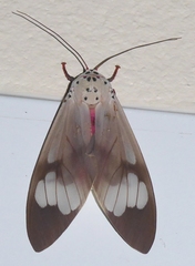 Amerila astreus