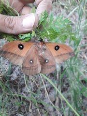 Automeris coresus