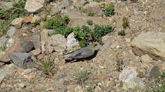 Melanodera xanthogramma