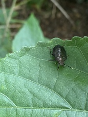 Antiteuchus tripterus