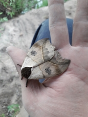 Automeris coresus