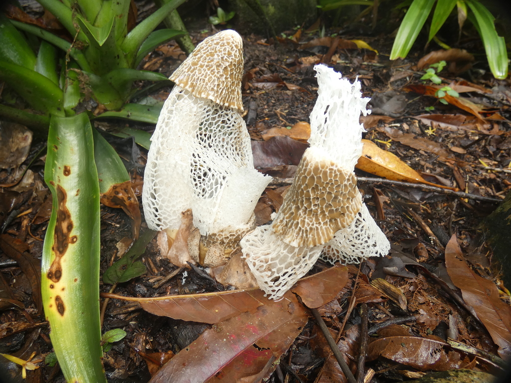 Phallus indusiatus · December 2025 · photo: © squiresk (iNaturalist, cc-by)
