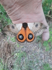 Automeris coresus