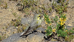 Melanodera xanthogramma