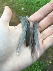 Passer domesticus