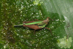 Scaria