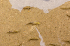 Cyprinodon salinus salinus