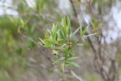 Blepharocalyx salicifolius