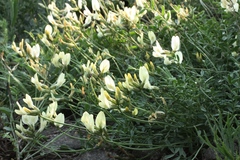 Astragalus neokarelinianus