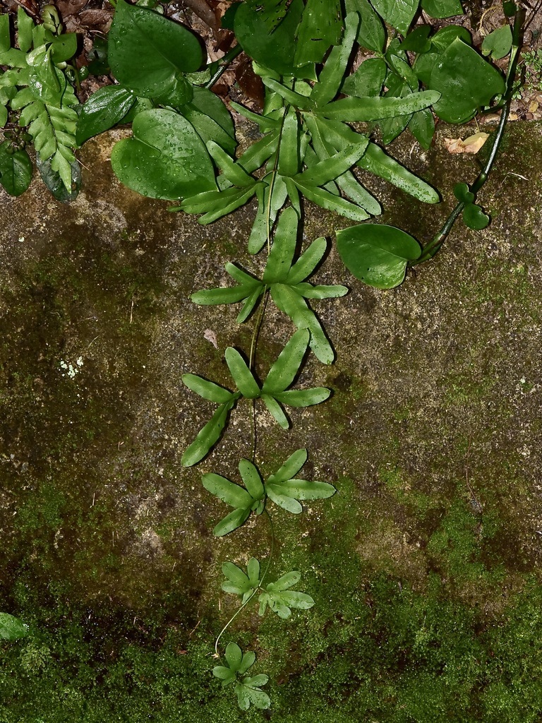 Lygodium longifolium (Lygodium longifolium)