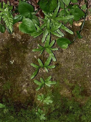 Lygodium longifolium (Lygodium longifolium)