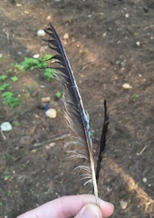 Garrulus glandarius graecus