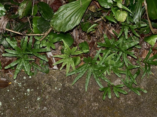 Lygodium longifolium (Lygodium longifolium)