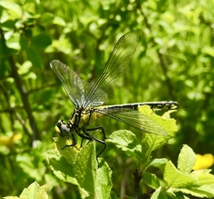Gomphus schneiderii
