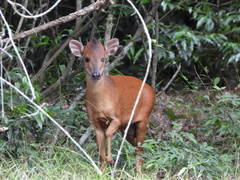 Cephalophorus natalensis