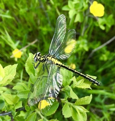 Gomphus schneiderii