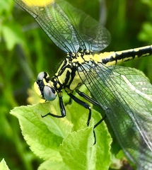 Gomphus schneiderii