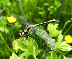 Gomphus schneiderii