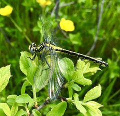 Gomphus schneiderii