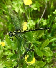 Gomphus schneiderii
