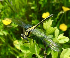 Gomphus schneiderii