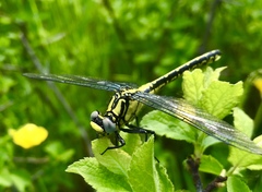 Gomphus schneiderii