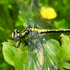 Gomphus schneiderii
