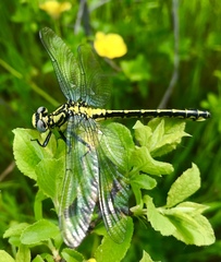 Gomphus schneiderii