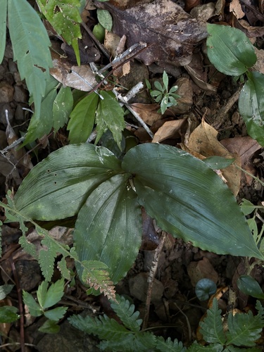 Liparis formosana iNat (3)