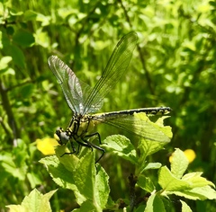 Gomphus schneiderii