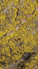 Candelariella xanthostigma