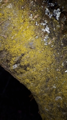 Candelariella xanthostigma