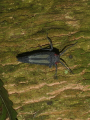 Lystra lanata