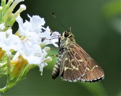 Amblyscirtes aesculapius