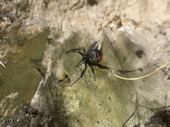 Latrodectus mirabilis
